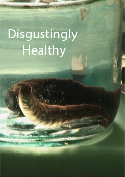 Disgustingly Healthy, Leeches