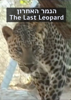 The Last Leopard