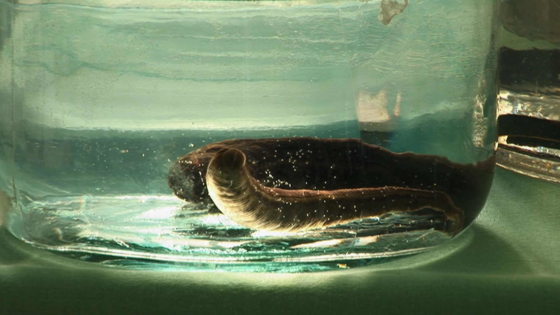 Watch Full Movie - Disgustingly Healthy, Leeches - Watch Trailer