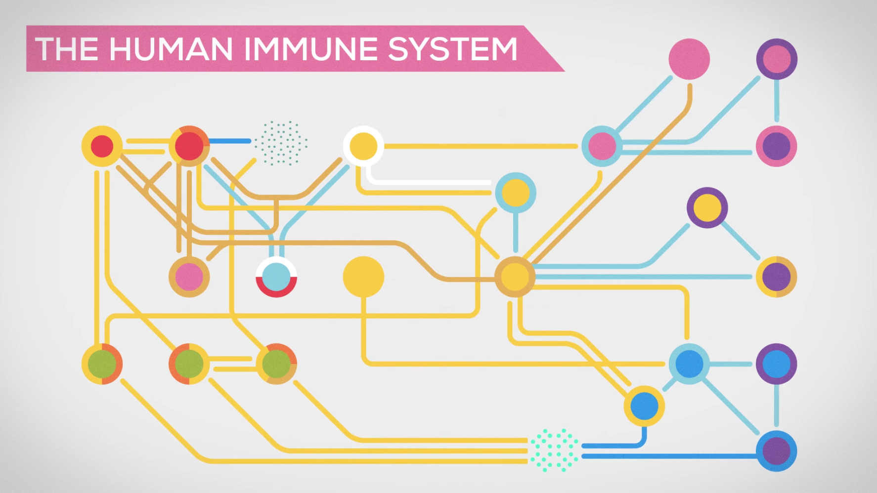Watch Full Movie The Immune System Explained: Bacteria Infection - Watch Trailer