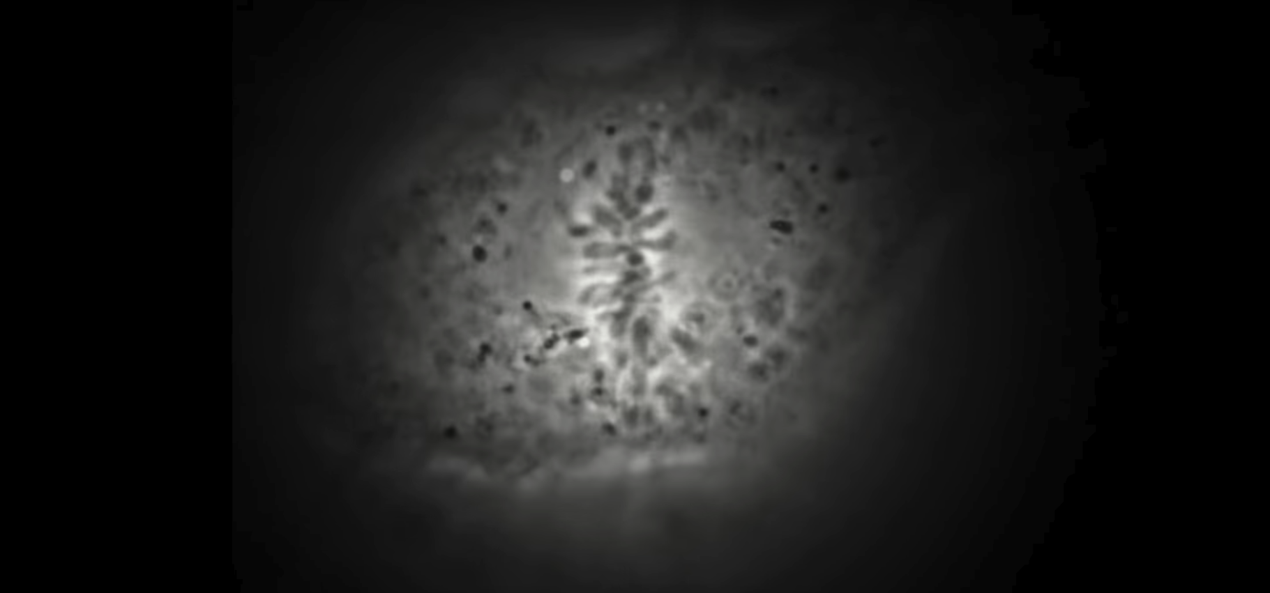 Watch Full Movie On DNA Mutation - Watch Trailer
