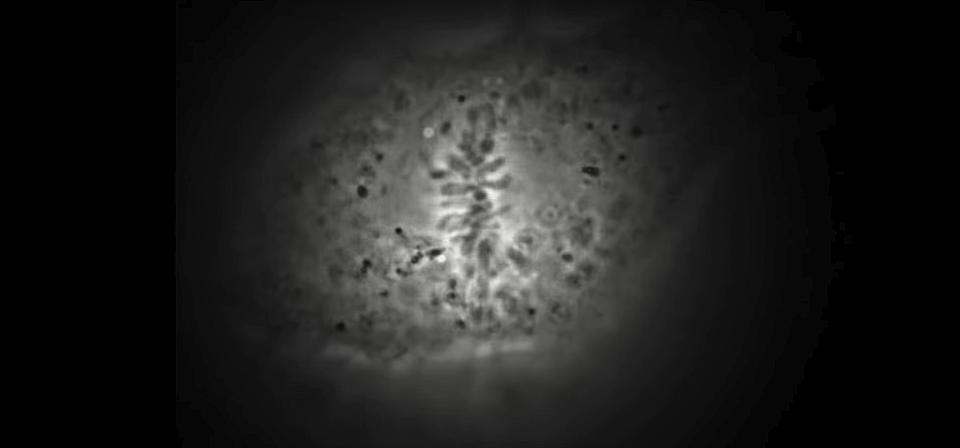 Watch Full Movie On DNA Mutation - Watch Trailer