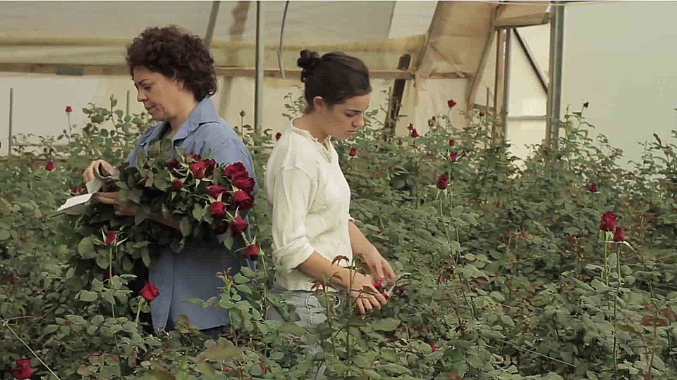 Watch Full Movie Family Hothouse - Watch Trailer